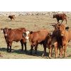 Image 4 : Crimson Cattle Co. - 560# Steer Calves - 110 Head (Burstall, SK)