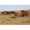 Image 5 : Crimson Cattle Co. - 560# Steer Calves - 110 Head (Burstall, SK)