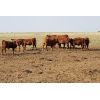 Image 6 : Crimson Cattle Co. - 560# Steer Calves - 110 Head (Burstall, SK)