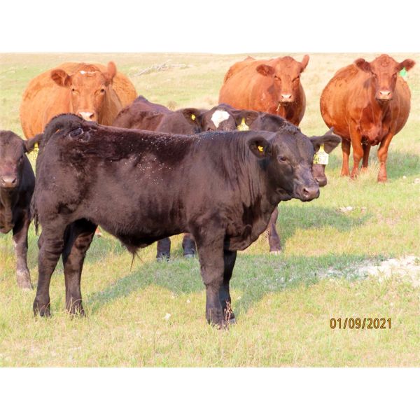 Storle Farms Ltd. - 680# Steer Calves - 70 Head (Lake Alma, SK)