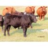 Image 1 : Storle Farms Ltd. - 680# Steer Calves - 70 Head (Lake Alma, SK)