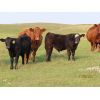 Image 2 : Storle Farms Ltd. - 680# Steer Calves - 70 Head (Lake Alma, SK)