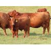 Image 3 : Storle Farms Ltd. - 680# Steer Calves - 70 Head (Lake Alma, SK)