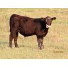 Image 4 : Storle Farms Ltd. - 680# Steer Calves - 70 Head (Lake Alma, SK)