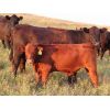 Image 5 : Storle Farms Ltd. - 680# Steer Calves - 70 Head (Lake Alma, SK)