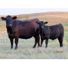 Image 6 : Storle Farms Ltd. - 680# Steer Calves - 70 Head (Lake Alma, SK)