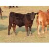 Image 1 : Storle Farms Ltd. - 580# Steer Calves - 25 Head (Lake Alma, SK)