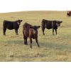 Image 2 : Storle Farms Ltd. - 580# Steer Calves - 25 Head (Lake Alma, SK)