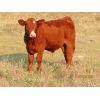 Image 3 : Storle Farms Ltd. - 580# Steer Calves - 25 Head (Lake Alma, SK)