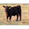 Image 4 : Storle Farms Ltd. - 580# Steer Calves - 25 Head (Lake Alma, SK)