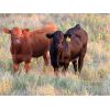 Image 5 : Storle Farms Ltd. - 580# Steer Calves - 25 Head (Lake Alma, SK)
