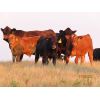 Image 6 : Storle Farms Ltd. - 580# Steer Calves - 25 Head (Lake Alma, SK)
