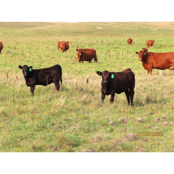 Storle Farms Ltd. - 570# Heifer Calves - 60 Head (Lake Alma, SK)