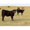 Image 3 : Storle Farms Ltd. - 570# Heifer Calves - 60 Head (Lake Alma, SK)