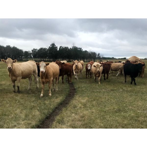 Greg Cassidy - 925# Heifers - 95 Head (Donalda, AB)
