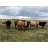 Image 2 : Greg Cassidy - 925# Heifers - 95 Head (Donalda, AB)