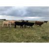 Image 6 : Greg Cassidy - 925# Heifers - 95 Head (Donalda, AB)