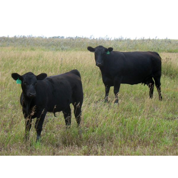 Mark & Sara Flett - 525# Steer Calves - 60 Head (Peebles, SK)