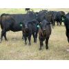 Image 2 : Mark & Sara Flett - 525# Steer Calves - 60 Head (Peebles, SK)