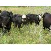 Image 4 : Mark & Sara Flett - 525# Steer Calves - 60 Head (Peebles, SK)