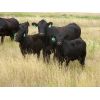 Image 5 : Mark & Sara Flett - 525# Steer Calves - 60 Head (Peebles, SK)