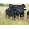 Image 6 : Mark & Sara Flett - 525# Steer Calves - 60 Head (Peebles, SK)