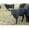 Image 3 : Mark & Sara Flett - 500# Heifer Calves - 30 Head (Peebles, SK)