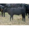 Image 5 : Mark & Sara Flett - 500# Heifer Calves - 30 Head (Peebles, SK)