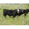 Image 6 : Mark & Sara Flett - 500# Heifer Calves - 30 Head (Peebles, SK)