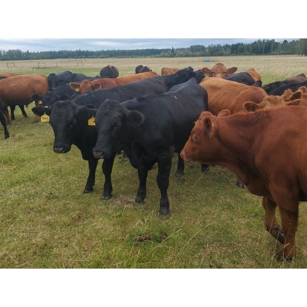Pembina Ranching - 970# Steers - 124 Head (Drayton Valley, AB)