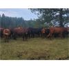 Image 4 : Pembina Ranching - 970# Steers - 124 Head (Drayton Valley, AB)