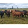Image 5 : Pembina Ranching - 970# Steers - 124 Head (Drayton Valley, AB)