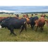 Image 6 : Pembina Ranching - 970# Steers - 124 Head (Drayton Valley, AB)