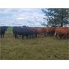 Image 7 : Pembina Ranching - 970# Steers - 124 Head (Drayton Valley, AB)