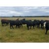 Image 8 : Pembina Ranching - 970# Steers - 124 Head (Drayton Valley, AB)