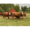 Image 2 : Puech Farms - 725# Steer Calves - 75 Head (Paradise Hill, SK)