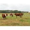 Image 6 : Puech Farms - 725# Steer Calves - 75 Head (Paradise Hill, SK)