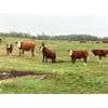 Image 7 : Puech Farms - 725# Steer Calves - 75 Head (Paradise Hill, SK)