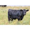 Image 2 : Perrin Ranching 1990 Ltd. - 550# Steer Calves - 190 Head (Beechy, SK)