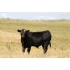 Image 3 : Perrin Ranching 1990 Ltd. - 550# Steer Calves - 190 Head (Beechy, SK)
