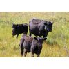 Image 4 : Perrin Ranching 1990 Ltd. - 550# Steer Calves - 190 Head (Beechy, SK)