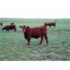 Image 3 : Clear Lake Farming Co. - 775# Steer Calves - 145 Head (Stavely, AB)