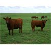 Image 4 : Clear Lake Farming Co. - 775# Steer Calves - 145 Head (Stavely, AB)
