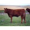 Image 6 : Clear Lake Farming Co. - 775# Steer Calves - 145 Head (Stavely, AB)