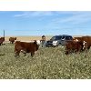 Image 1 : Jones Hereford Ranch - 650# Steer Calves - 80 Head (Balzac, AB)