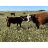 Image 2 : Jones Hereford Ranch - 650# Steer Calves - 80 Head (Balzac, AB)