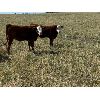 Image 5 : Jones Hereford Ranch - 650# Steer Calves - 80 Head (Balzac, AB)