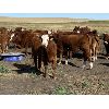 Image 6 : Jones Hereford Ranch - 650# Steer Calves - 80 Head (Balzac, AB)
