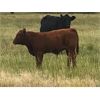 Image 2 : Glen & Luke Mark - 600# Steer Calves - 100 Head (St. Brieux, SK)