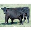 Image 3 : Bugaboo Ranch - 575# Steer Calves - 70 Head (Brisco, BC)